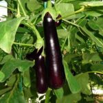 Σπόροι Μελιτζάνα MIRABELLE F1 Bayer Seminis
