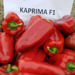 Σπόροι Πιπεριάς KAPRIMA F1 Bayer Seminis