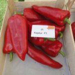 Σπόροι Πιπεριάς KAPTUR F1 Bayer Seminis