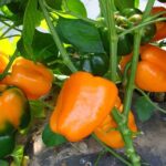 Σπόροι Πιπεριάς KUBISTA F1 – Vilmorin