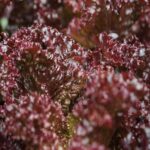 Σπόροι Μαρούλι Lollo Rosso KARMINOVA Fitotech